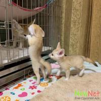 Lovely Registered Fennec fox AVAILABLE