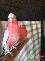 Tamed Rose Breasted Cockatoos for new homes